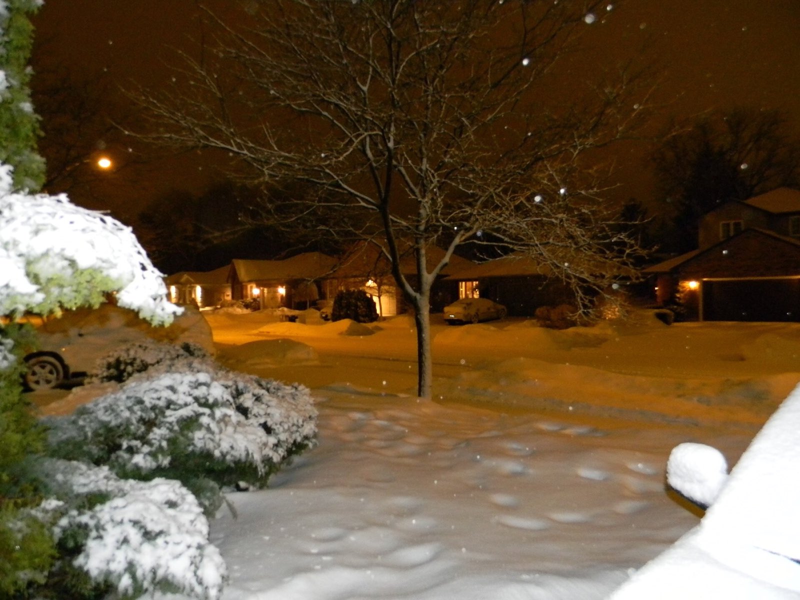 Quiet Waterdown street before dawn, fresh snow under streetlights